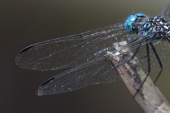 Dythemis nigra