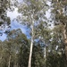 Eucalyptus dalrympleana lutruwita - Photo (c) Dean Nicolle, algunos derechos reservados (CC BY-NC), subido por Dean Nicolle