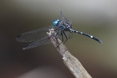 Dythemis nigra