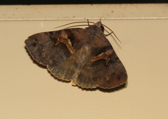 Avatha discolor