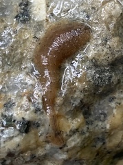 Glossiphoniidae