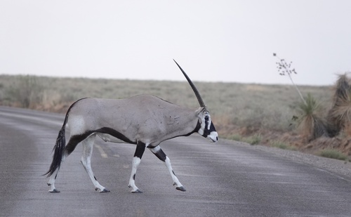 Gemsbok photographed in New Mexico