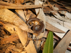 Batrachoseps major major