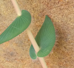 Leucopogon amplexicaulis