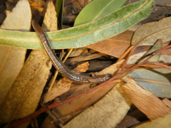 Batrachoseps major major