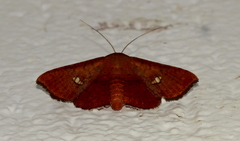 Banisia
