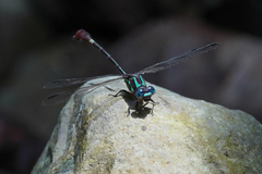 Erpetogomphus sabaleticus