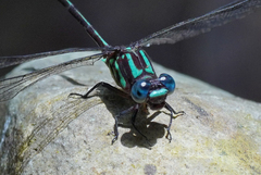 Erpetogomphus sabaleticus