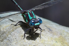 Erpetogomphus sabaleticus