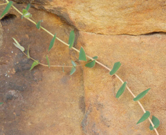 Leucopogon amplexicaulis