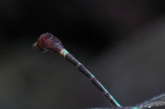 Erpetogomphus sabaleticus