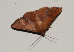 Banisia