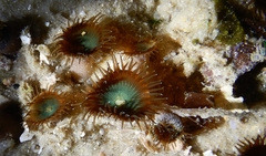 Palythoa mutuki