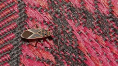 Graptostethus servus