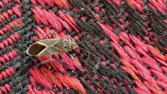 Graptostethus servus