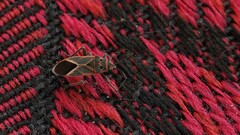 Graptostethus servus