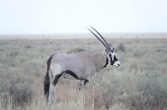 Oryx gazella