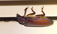 Agrianome spinicollis