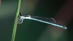 Agriocnemis pieris