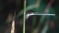 Agriocnemis pieris