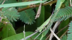 Atractomorpha lata