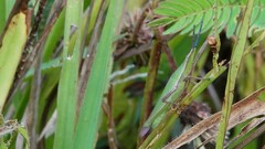 Atractomorpha lata