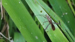 Riptortus linearis