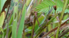 Atractomorpha lata