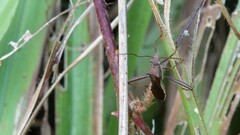 Riptortus linearis