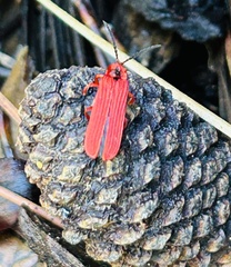 Dictyoptera simplicipes