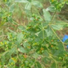 Euphorbia oblongata