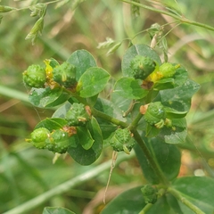 Euphorbia oblongata