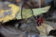 Haetera macleannania
