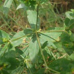 Euphorbia oblongata