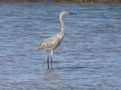 Reddish Egret photo 4