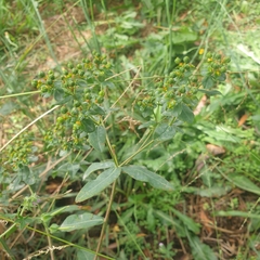 Euphorbia oblongata