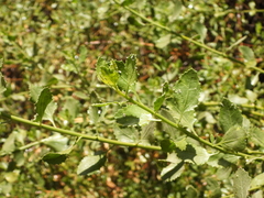 Baccharis latifolia