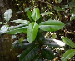 Calophyllum inophyllum