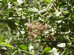 Baccharis latifolia