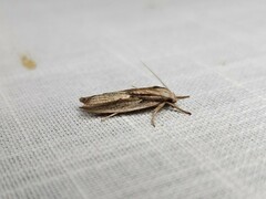 Pilostibes basivitta