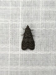 Heteromicta pachytera