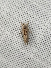Tymbophora peltastis