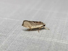 Tymbophora peltastis
