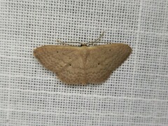 Scopula optivata