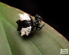 Gasteracantha sacerdotalis