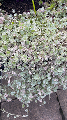 Dichondra argentea