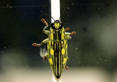 Chalcophorotaenia cuprascens