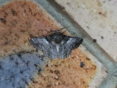 Hypobapta diffundens