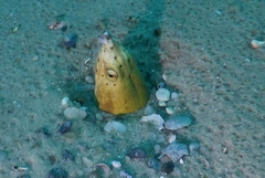 Ophichthus altipennis
