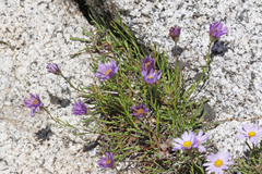 Erigeron arenarioides